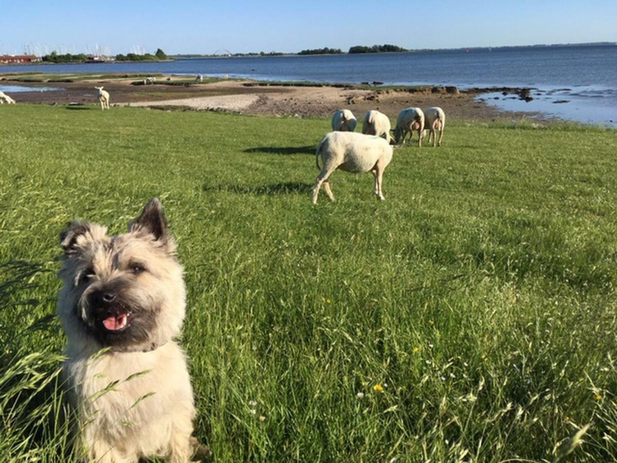 Zur Muehle Lemkenhafen Auf * Fehmarn
